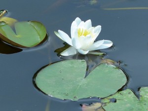 Blätter der Seerose (pompeblêden).