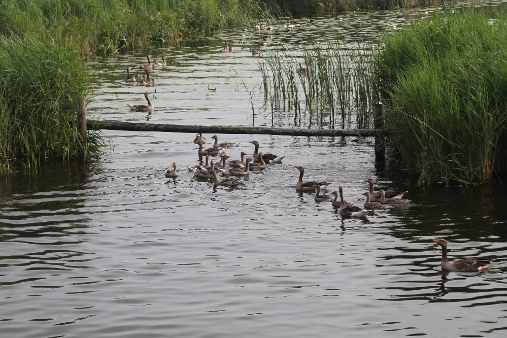 D:\jecke-hexe\Pictures\Solitaire\Friesland 2018\13 bis Zwartsluis\IMG_3135.JPG