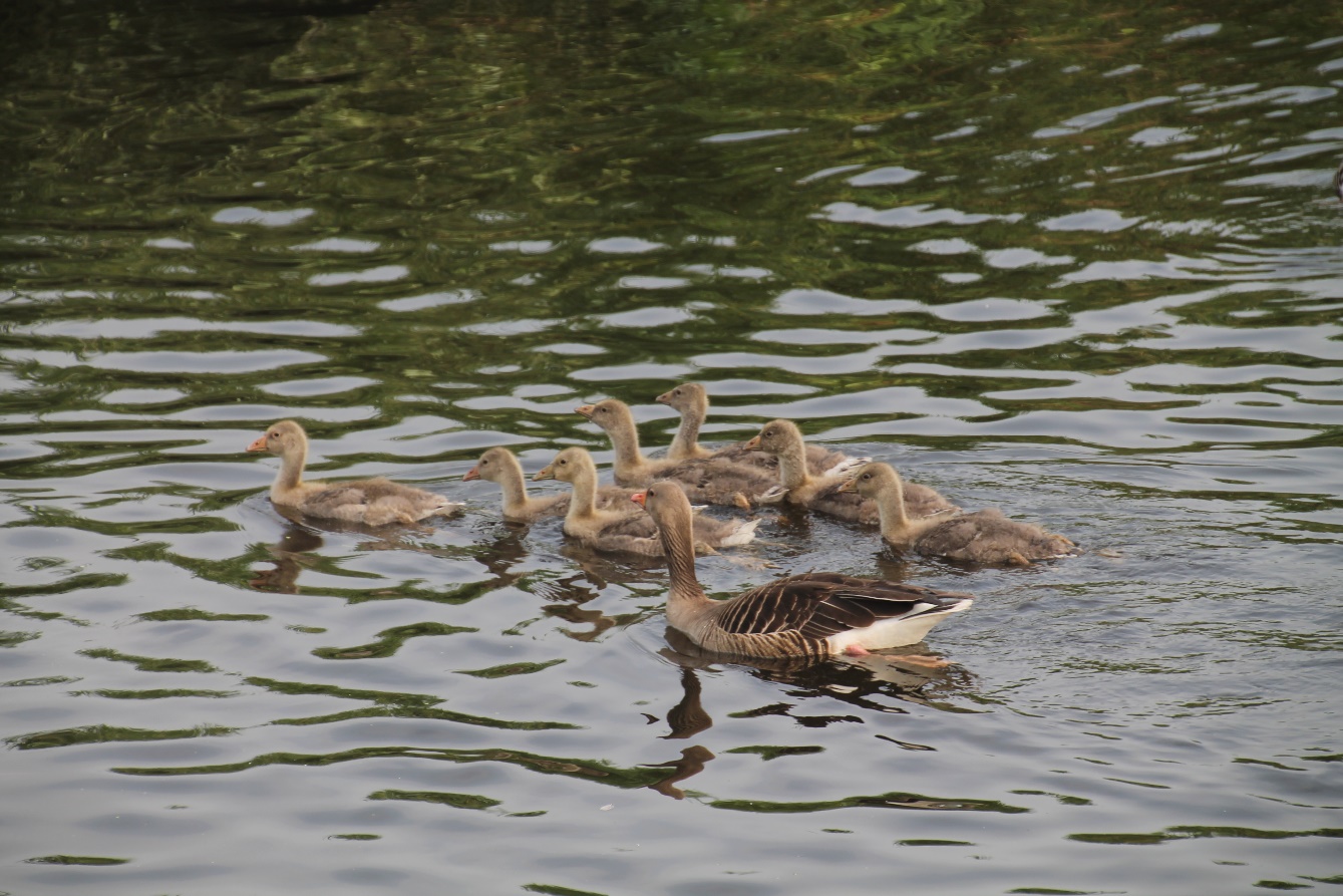 D:\jecke-hexe\Pictures\Solitaire\Friesland 2018\13 bis Zwartsluis\IMG_3136.JPG