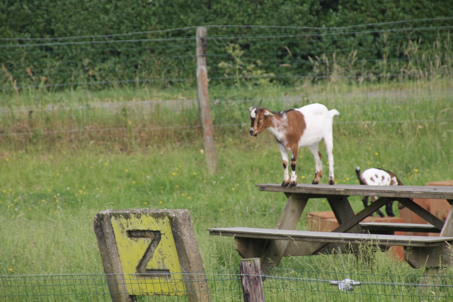 D:\jecke-hexe\Pictures\Solitaire\Friesland 2018\13 bis Zwartsluis\IMG_3144.JPG