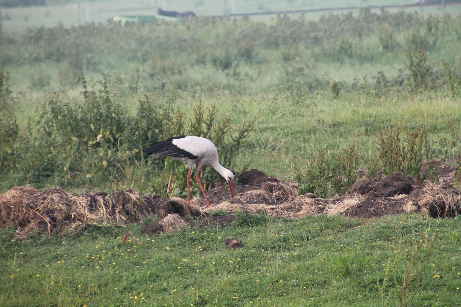 D:\jecke-hexe\Pictures\Solitaire\Friesland 2018\15 bis Deventer\IMG_3178.JPG