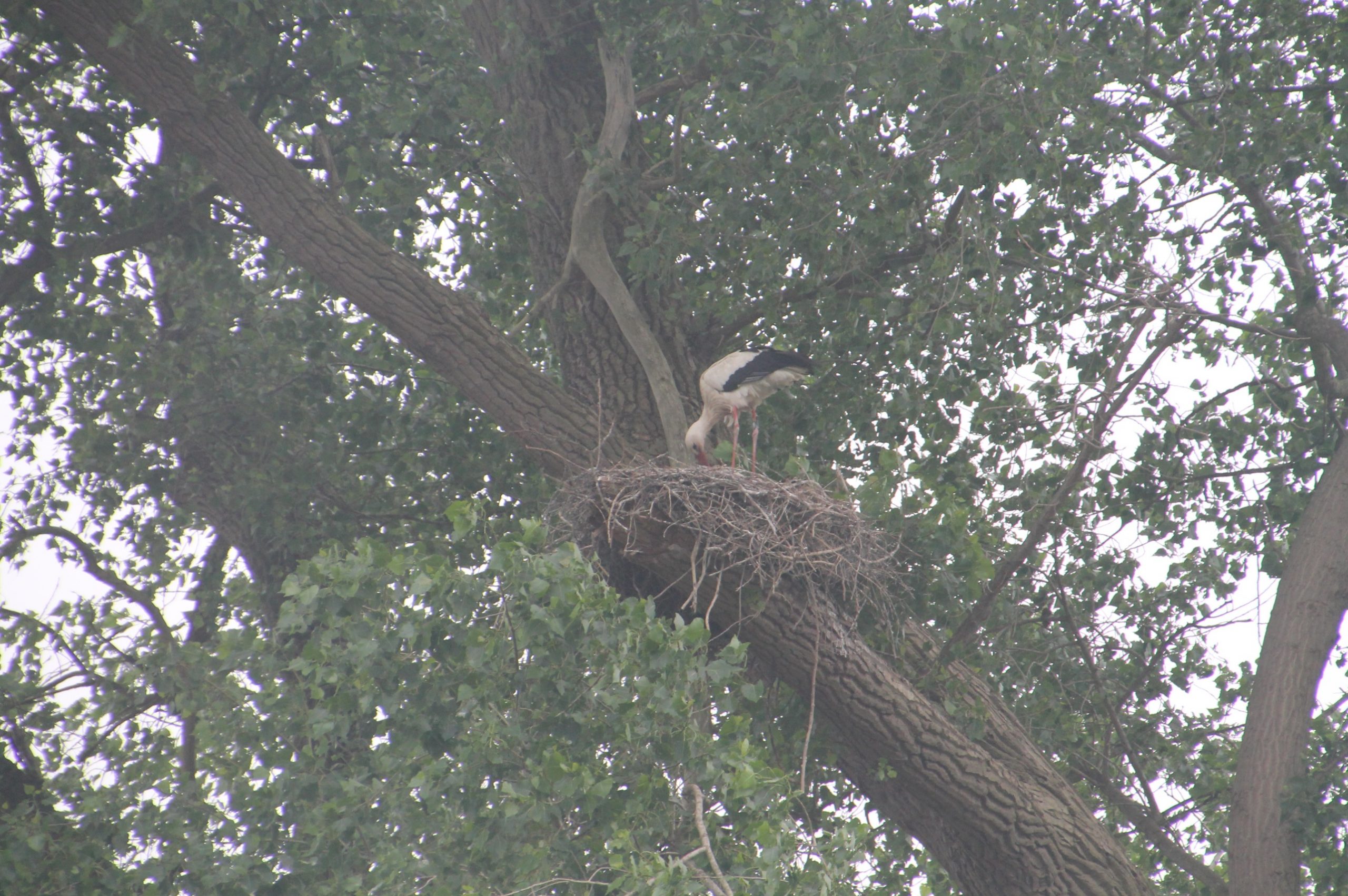 D:\jecke-hexe\Pictures\Solitaire\Friesland 2018\16 bis Doesburg\IMG_3188.JPG