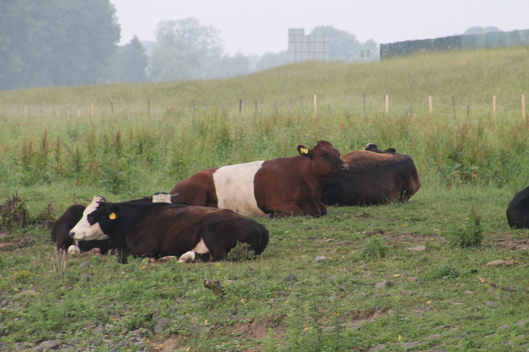 D:\jecke-hexe\Pictures\Solitaire\Friesland 2018\17 bis Plasmolen\IMG_3201.JPG