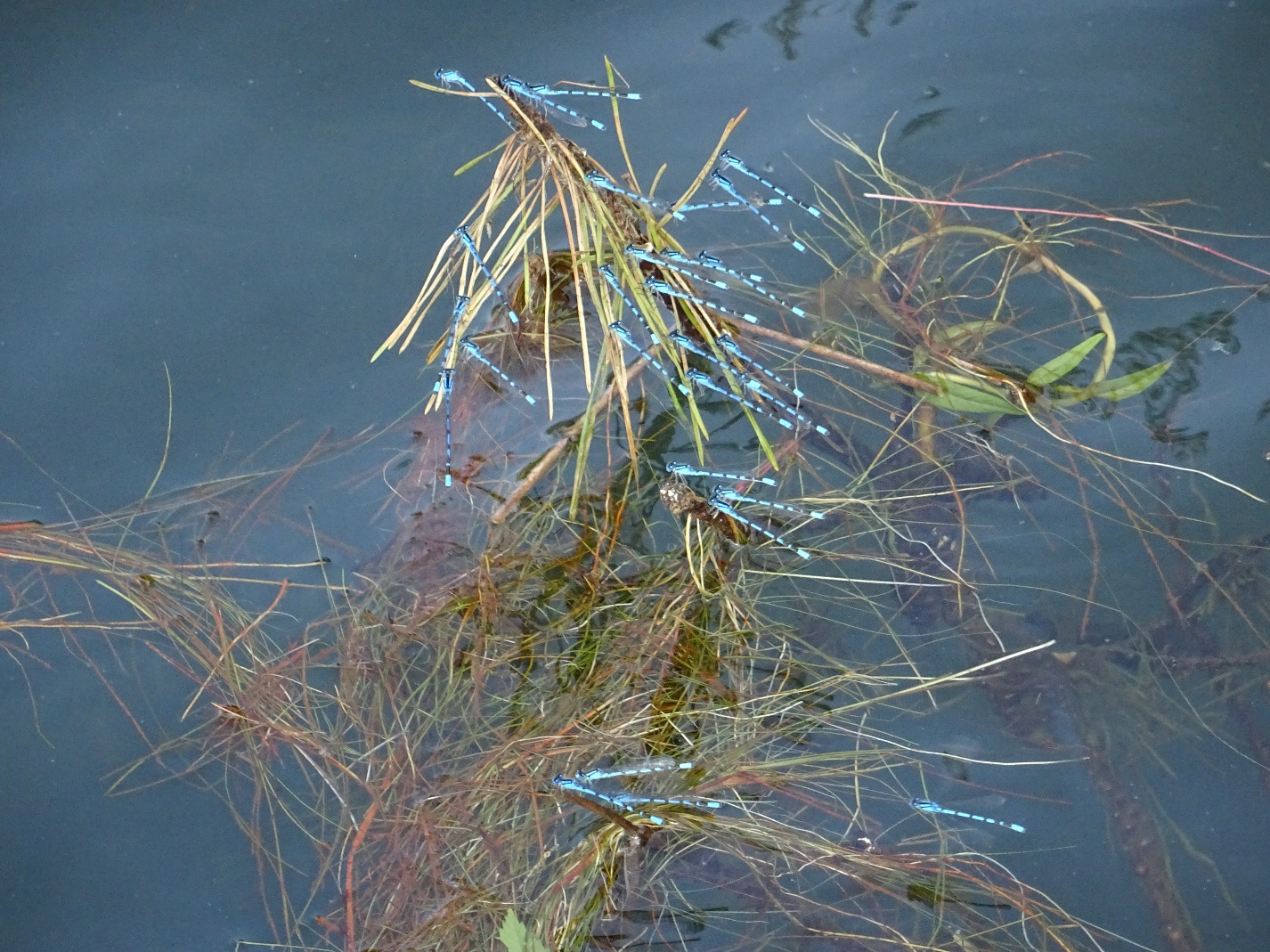 D:\jecke-hexe\Pictures\Solitaire\Friesland 2018\18 bis Leukermeer\DSC01077.JPG