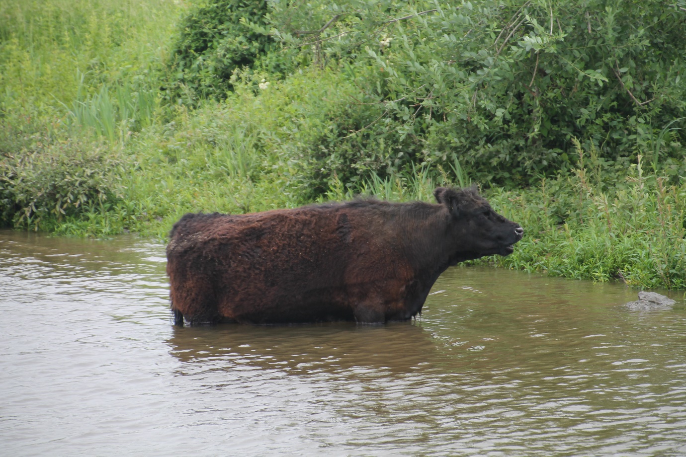 D:\jecke-hexe\Pictures\Solitaire\Friesland 2018\19 bis Neer\IMG_3287.JPG
