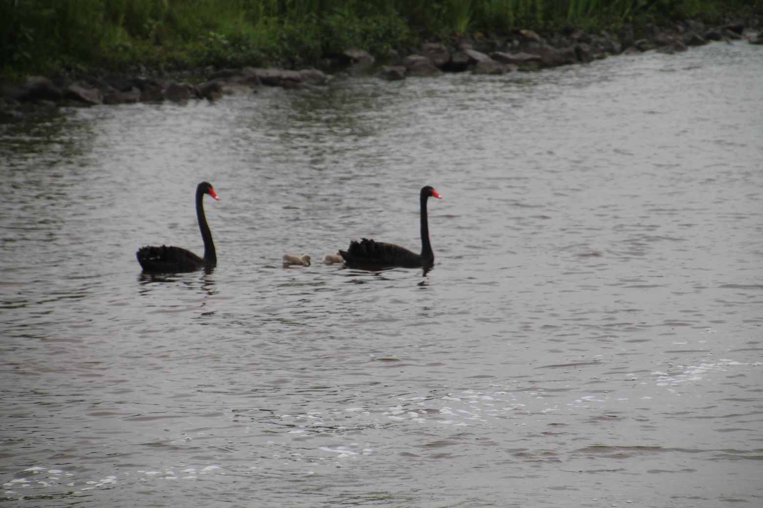 D:\jecke-hexe\Pictures\Solitaire\Friesland 2018\19 bis Neer\IMG_3292.JPG