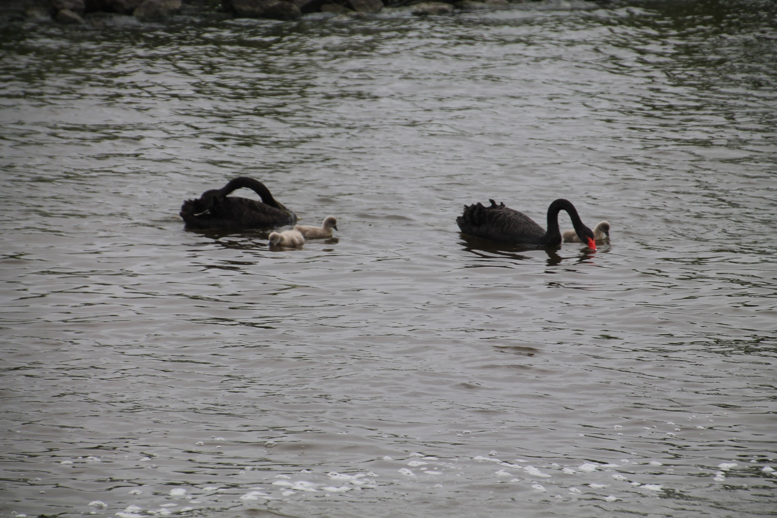 D:\jecke-hexe\Pictures\Solitaire\Friesland 2018\19 bis Neer\IMG_3291.JPG
