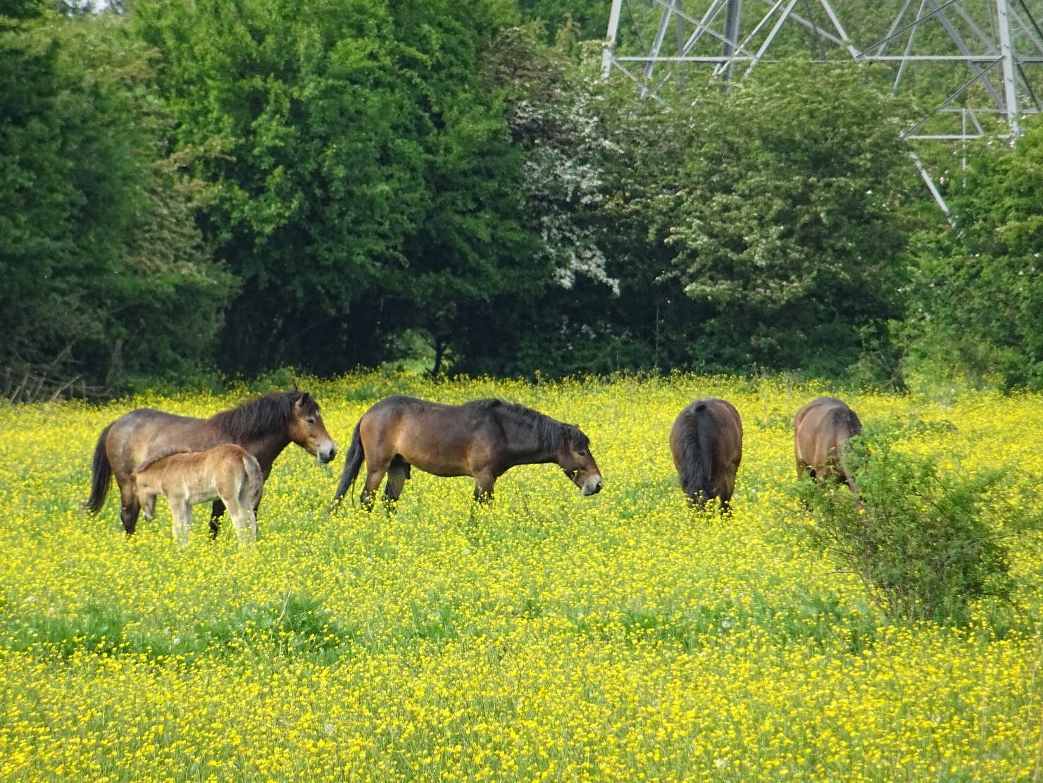 D:\jecke-hexe\Pictures\Solitaire\Friesland 2018\3 bis Kraijenberg\DSC00627.JPG