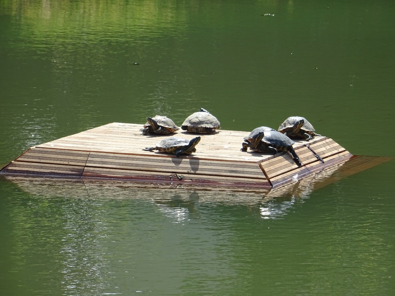 D:\jecke-hexe\Pictures\Solitaire\Friesland 2018\4 bis Giesbeek\DSC00651.JPG