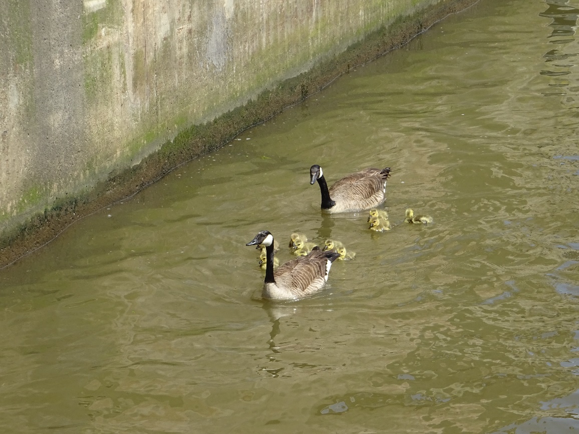 D:\jecke-hexe\Pictures\Solitaire\Friesland 2018\7 bis Zwolle\DSC00821.JPG