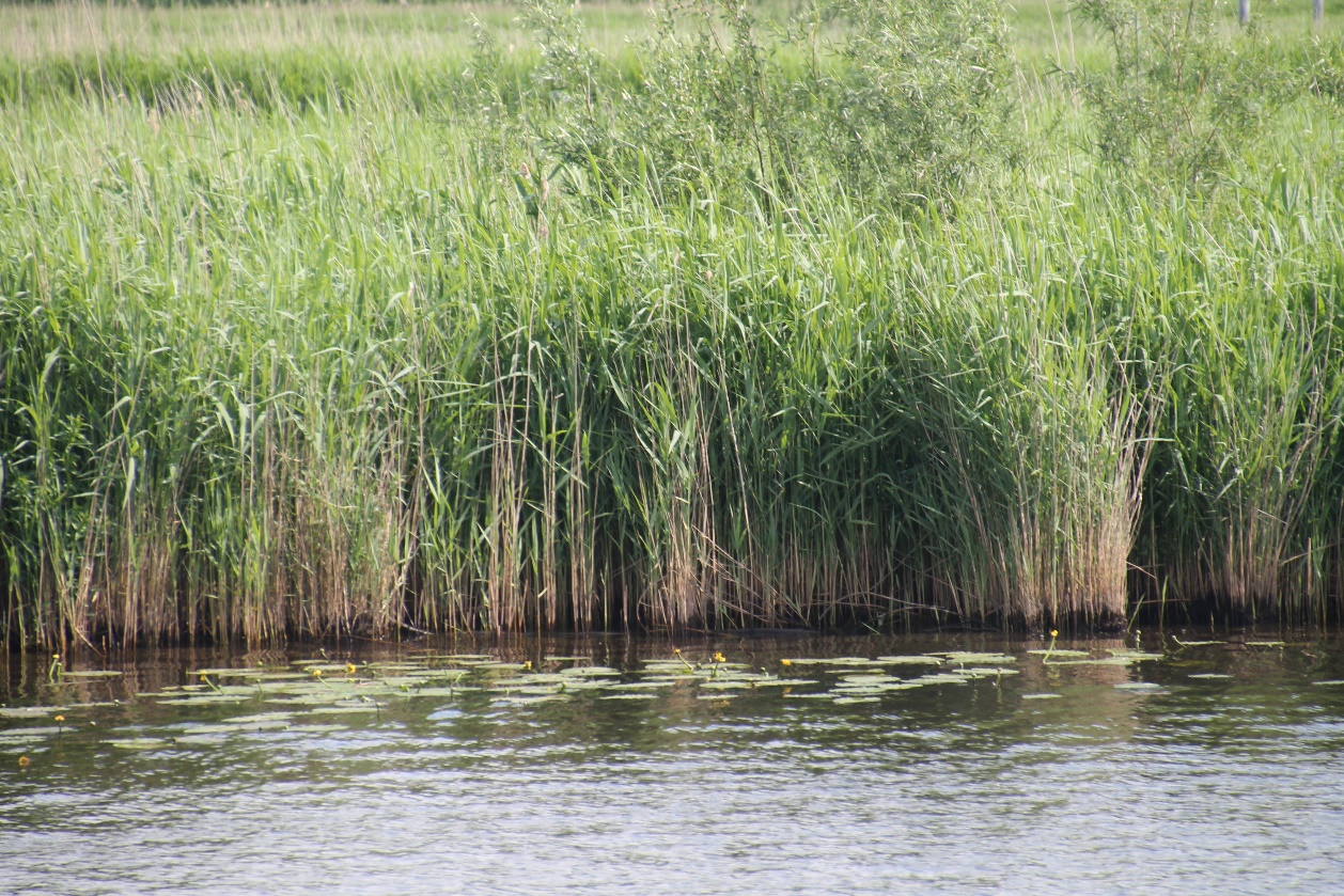 D:\jecke-hexe\Pictures\Solitaire\Friesland 2018\8 bis Giethorn\IMG_2845.JPG