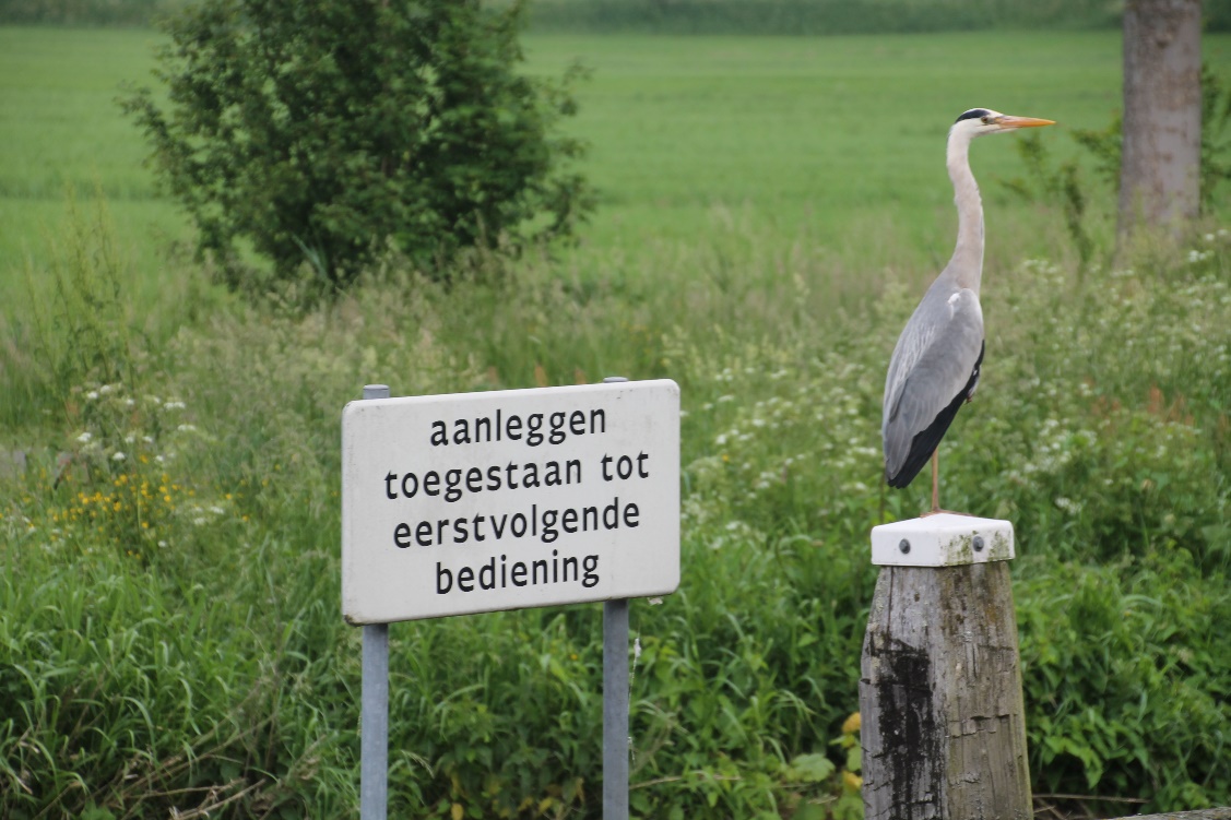 D:\jecke-hexe\Pictures\Solitaire\Friesland 2018\9 bis Tjeukemeer\IMG_2888.JPG