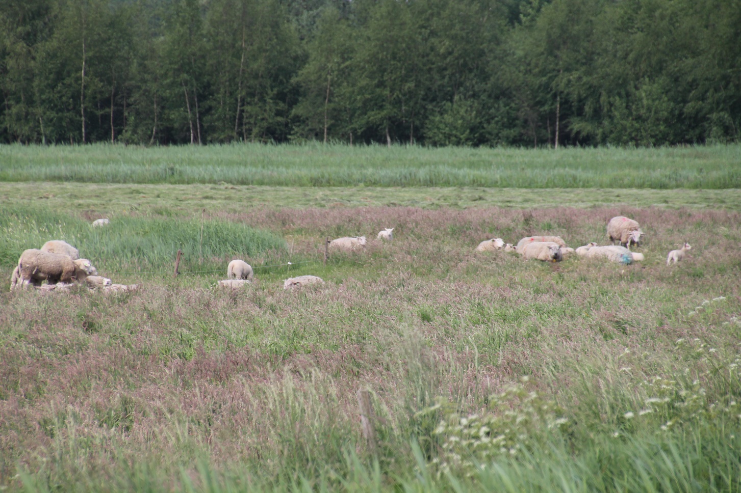 D:\jecke-hexe\Pictures\Solitaire\Friesland 2018\9 bis Tjeukemeer\IMG_2898.JPG
