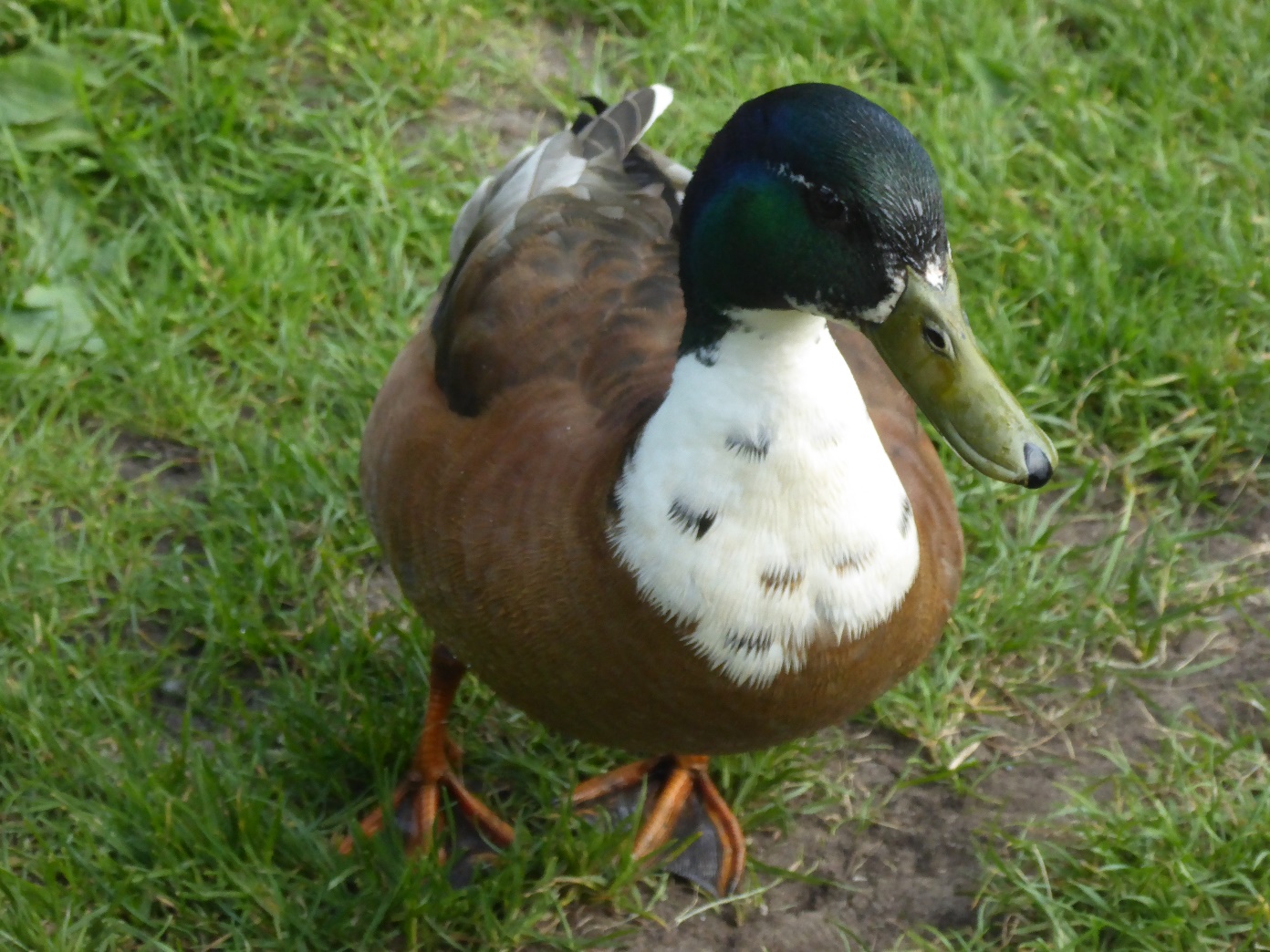 D:\jecke-hexe\Pictures\Solitaire\Friesland 2018\Rudi\P1020316.JPG