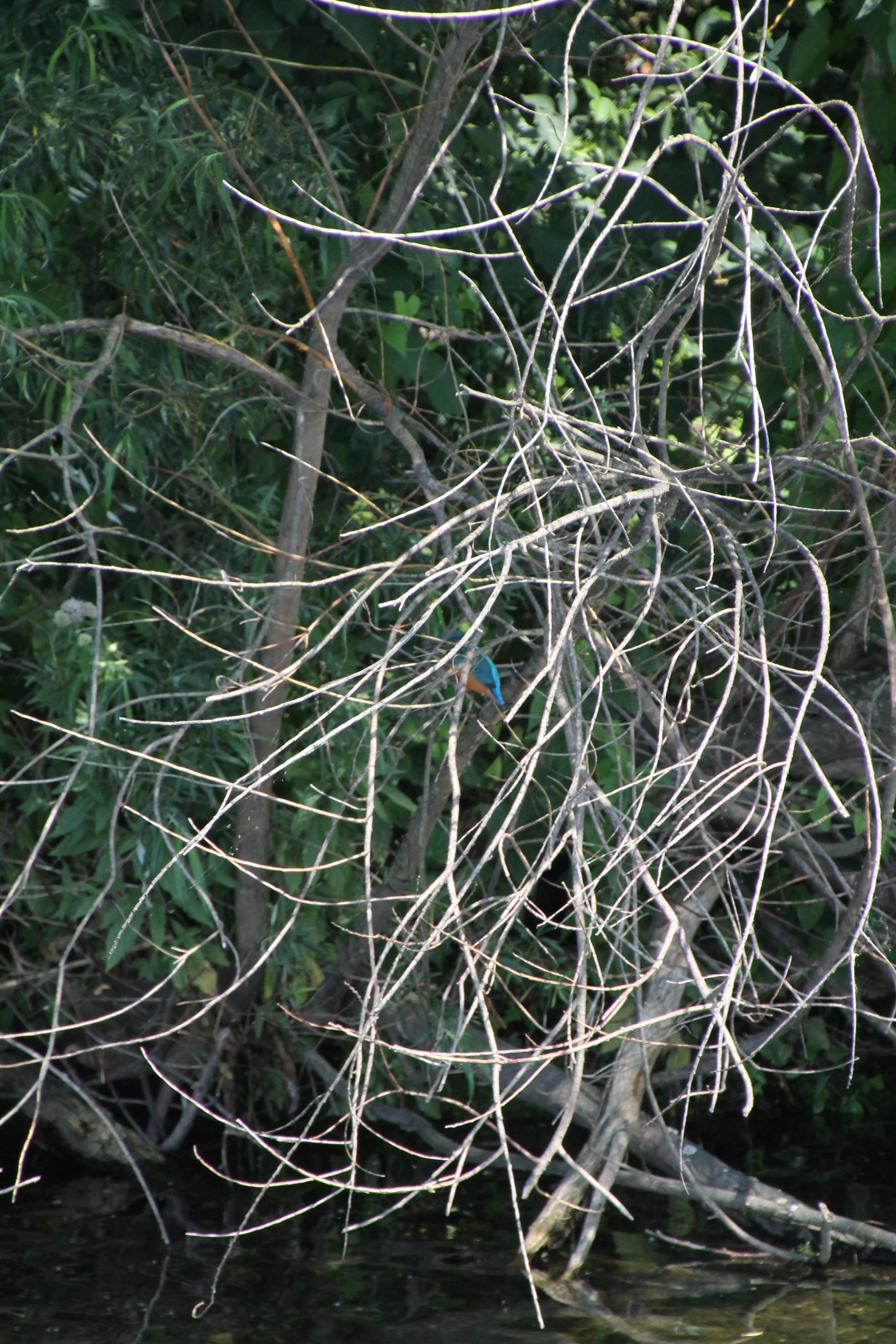 F:\Solitaire\Biesbosch 6_15\Fotos\11 bis blaue Lagune 10_07_15\IMG_1141.JPG