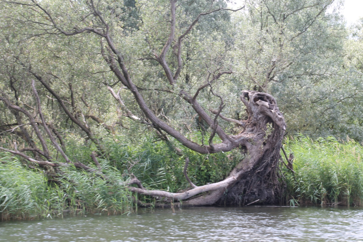 F:\Solitaire\Biesbosch 6_15\Fotos\7 bis Biesbosch 05 06_07_15\06_07_15\IMG_1032.JPG